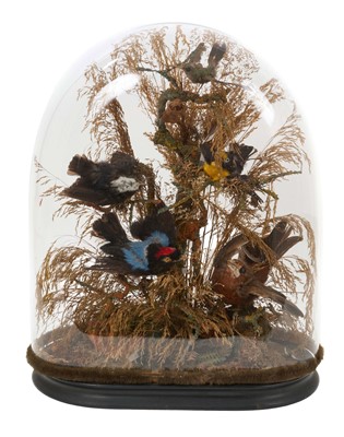 Lot 914 - Early 20th century exotic birds under a glass dome, 35cm in height, on ebonised base 16cm x 28cm