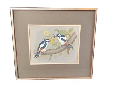 Lot 904 - David Andrews watercolour - Great-Spotted Woodpeckers