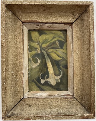 Lot 135 - 20th century oil on canvas board - Datura Flower, 14cm x 9cm, original frame