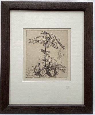 Lot 953 - *John Scorror O'Connor (1913-2004) signed etching - Young Sycamore, dated '34, 14cm x 12.5cm, in glazed frame