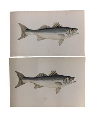 Lot 888 - Collection of fishing related items and paraphernalia including pictures, postcards, prints, etc