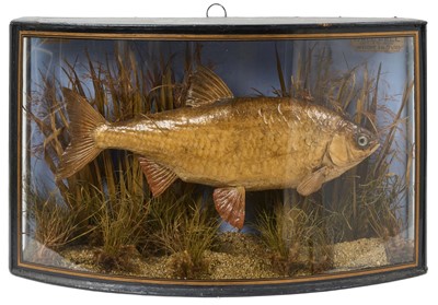 Lot 897 - Late Victorian preserved Roach by J. Copper, 28 Radnor Street, S. Luke's, London, dated Oct. 5th 1900.