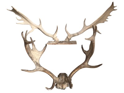 Lot 800 - Two pairs of stag antlers with one on a mount
