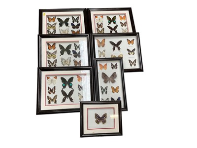 Lot 555 - Group of preserved butterflies and moths in glazed frames.