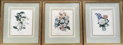 Lot 29 - Three antique Botanical coloured prints, 29cm x 23cm, mounted in gilt frames Provenance: Donald A. Heald Fine Art New York
