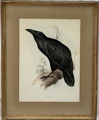 Lot 1082 - Edward Lear (1812-1888) coloured lithograph, Raven, from Birds of Europe, pub. Hullmandel c. 1850, 70cm x 57cm, glazed frame