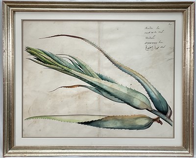 Lot 1077 - Hendrik van Rheede tot Drakenstein (1631-1691), Kaida, engraving