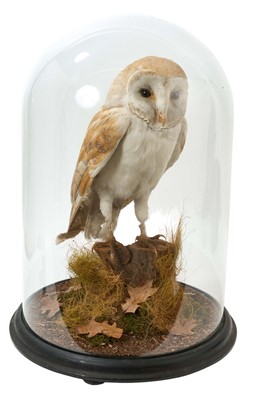 Lot 933 - Early 20th century Barn Owl later re-mounted under glass dome, in autumnal setting, on ebonised base, 41cm high in total, 32.5cm circumference