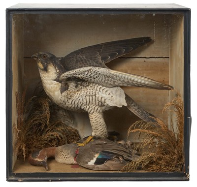 Lot 945 - Early 20th century Peregrine Falcon with its prey, a Teal, in naturalistic grass setting within glazed wooden case, 43cm x 45cm x 26cm
