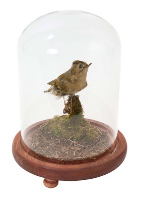Lot 938 - Glass dome with Goldcrest on a mossy perch, with wooden base on feet, 18cm high in total, 13cm circumference