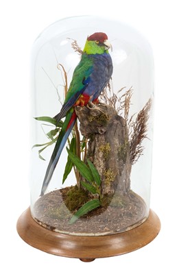 Lot 937 - 20th century glass dome with Western Australian Redcapped Parrot in a naturalistic setting, on wooden base, 44cm high overall, 30cm circumference