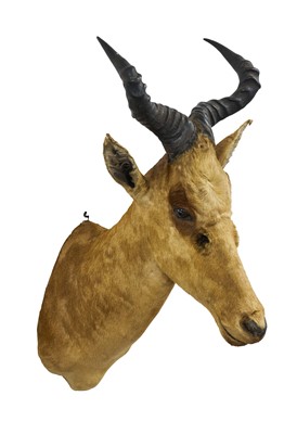 Lot 953 - Antelope head trophy, 95cm in height