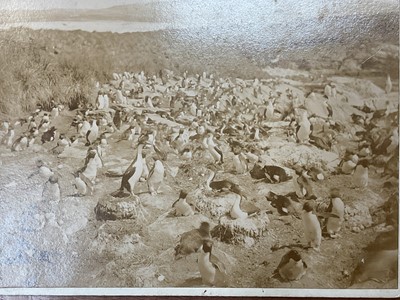 Lot 1444 - 19th century photography, Falkland Islands. Three Victorian Albumin Print photographs of Rock Hopper Penguins and nesting King Cormorants (Imperial Shag), one photograph of sailing boats at anch...