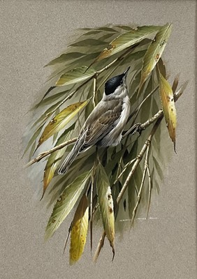 Lot 1029 - *Terence James Bond (1946-2023) watercolour - Blackcap, signed, 35cm x 25cm, in glazed frame