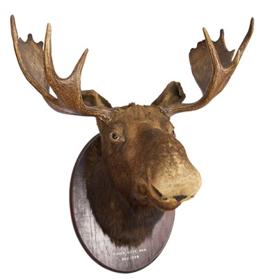 Lot An impressive early 20th century Canadian Moose, full head and antler mount on wooden shield, inscribed 'Fisher River, Man, Dec. 1908'