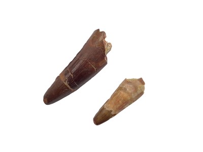 Lot 2524 - Two Tyrannosaurus Rex teeth