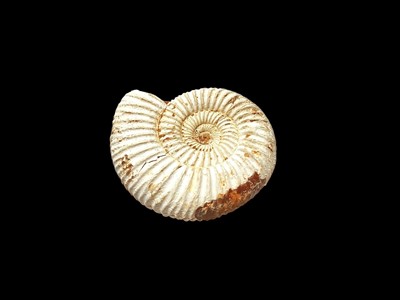Lot 2520 - Ammonite fossil