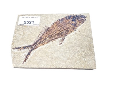 Lot 2521 - Fossilised fish