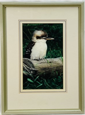 Lot 166 - Garry Fleming (Australian), a perched Kookaburra, hyperrealist acrylic on paper, signed lower right. Overall including frame 65cm x 48cm