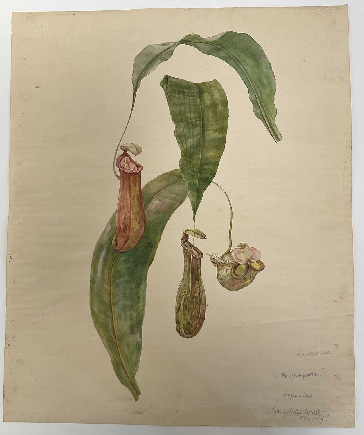 Lot 942 - *Mary Millar Watt (1924-2023) watercolour - botanical study, signed and inscribed Flatford, 55cm x 45cm, unframed