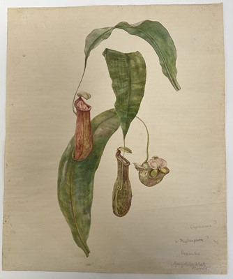 Lot 942 - *Mary Millar Watt (1924-2023) watercolour - botanical study, signed and inscribed Flatford, 55cm x 45cm, unframed