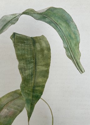 Lot 942 - *Mary Millar Watt (1924-2023) watercolour - botanical study, signed and inscribed Flatford, 55cm x 45cm, unframed