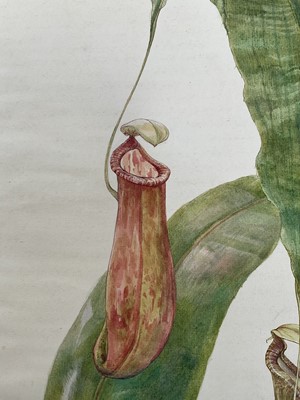 Lot 942 - *Mary Millar Watt (1924-2023) watercolour - botanical study, signed and inscribed Flatford, 55cm x 45cm, unframed