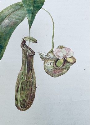 Lot 942 - *Mary Millar Watt (1924-2023) watercolour - botanical study, signed and inscribed Flatford, 55cm x 45cm, unframed