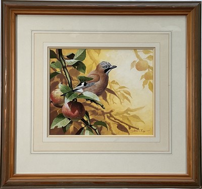Lot 37 - Adrian Rigby (1962) gouache - A Jay perched on an apple branch, signed, 25 cm x 30 cm, framed