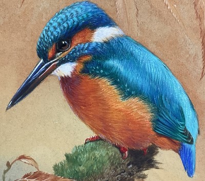 Lot 16 - David Ord Kerr (b.1951) watercolour - Kingfisher, signed, 11cm x 13cm, mounted in glazed gilt frame