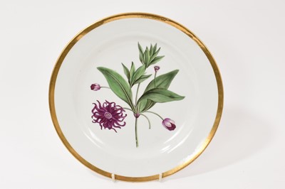 Lot 70 - Chamberlain’s Worcester botanical plate, circa 1800-10