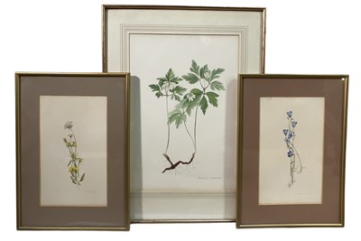 Lot 157 - Three 20th century botanical watercolours, a pair, 27cm x 16cm, and another larger study of Anemones, 40cm x 28cm, glazed frames (3)
