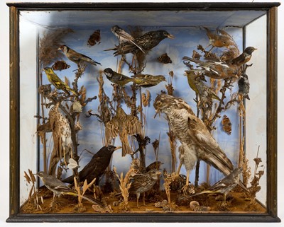 Lot 1408 - Early 20th century glazed case containing a group of garden birds and a kestrel with its kill, in naturalistic setting, 66cm wide