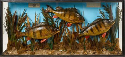 Lot 1409 - 1950s glazed case containing Perch, with typed label "A leach of fine perch, caught in local waters by Mr A Roberts in evening of July 25th 1956