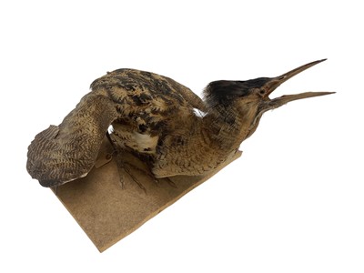 Lot 1401 - Taxidermy Bitern, mounted on a wooden base, 39cm high overallTaxidermy Bittern, mounted on a wooden base, 39cm high. Provenance: The Colchester and Ipswich Museums Collection