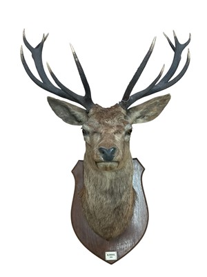 Lot 1402 - 1930s Stag full head and neck mount, on an oak shield with plaque 'Glenshiel 1934'