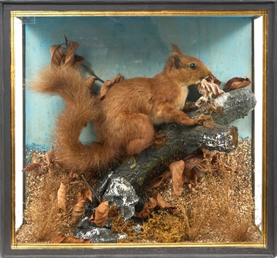Lot 1404 - Early 20th century glazed case containing a Red Squirrel in naturalistic setting, 36cm wide
