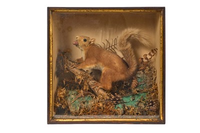 Lot 1405 - Early 20th century glazed case containing a Red Squirrel in naturalistic setting, 33cm wide