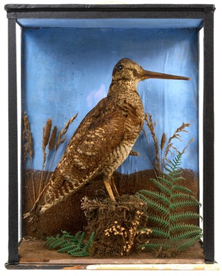 Lot 1403 - Early 20th century glazed case containing a Woodock in naturalistic setting, 28cm wide