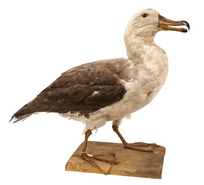 Lot 1406 - Taxidermy Albatross, mounted on a wooden base, 54cm high