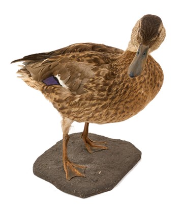 Lot 1407 - Taxidermy group comprising a Diver, Mallard and Guillemot (3)