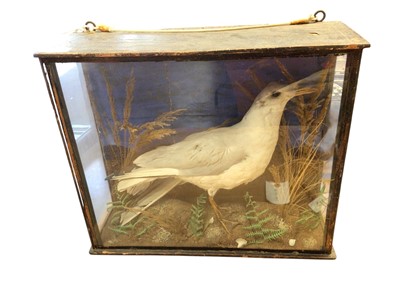 Lot 2651 - Cased taxidermy gull, 42.5cm wide. Provenance: From the Colchester and Ipswich Museums Collection