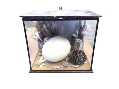 Lot 2650 - Cased ostrich egg. Provenance: From the Colchester and Ipswich Museums Collection