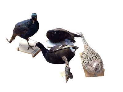 Lot 2654 - Taxidermy- Black Grouse, together with two Cock Pheasants and a Hen Pheasant, (4).