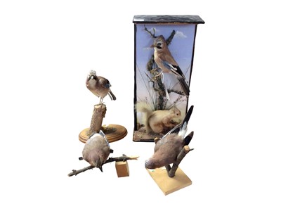 Lot 2655 - Taxidermy- Jay and Red Squirrel in naturalistic setting, together with three further taxidermy Jays, (4 pieces).