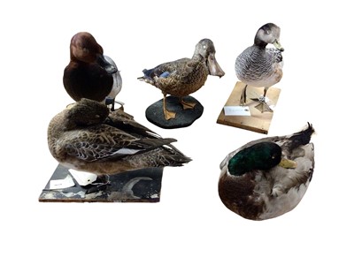 Lot 2656 - Group of five taxidermy ducks including Mallard, Northern Shoveler duck, Common Pochard, Chiloe Wigeon and one other, (5). Provenance: From the Colchester and Ipswich Museums Collec...