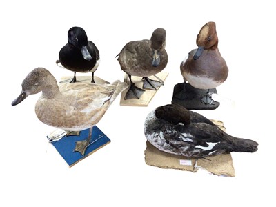 Lot 2657 - Group of five taxidermy ducks including Eurasian Wigeon, Tufted Duck, Goldeneye, Chiloe Wigeon and two others, (5). Provenance: From the Colchester and Ipswich Museums Collection