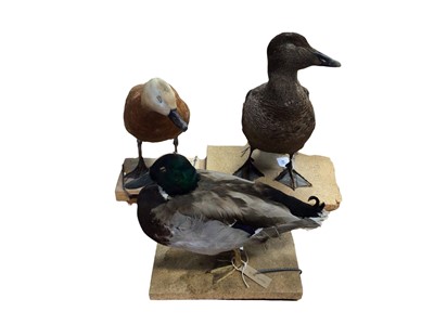 Lot 2658 - Group of three taxidermy ducks including Eider Duck, Ruddy Shelduck and Mallard (3). Provenance: From the Colchester and Ipswich Museums Collection