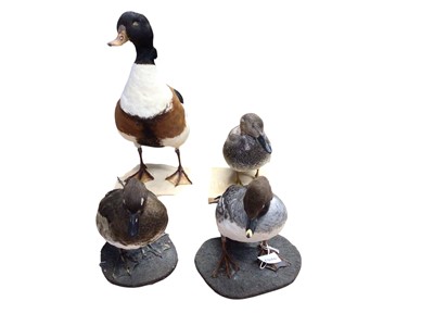 Lot 2659 - Group of four taxidermy ducks including Common Goldeneye, Tufted duck, Gladwell and Common Sheldrake (4). Provenance: From the Colchester and Ipswich Museums Collection