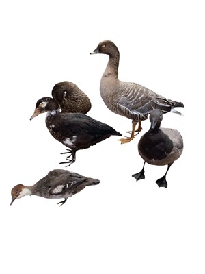 Lot 2660 - Group of five taxidermy ducks and geese including Smew, Eider duck, Greylag goose and another (5). Provenance: From the Colchester and Ipswich Museums Collection